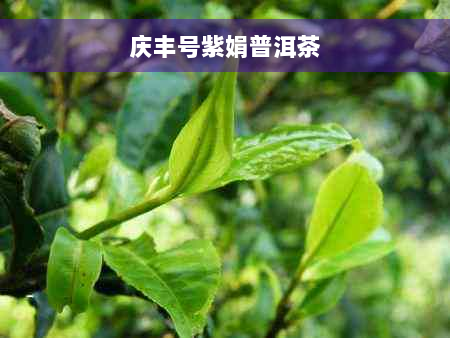 庆丰号紫娟普洱茶