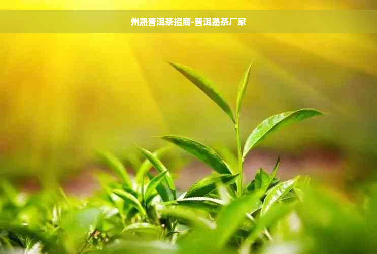 州熟普洱茶招商-普洱熟茶厂家