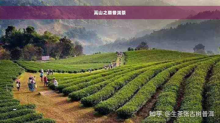 高山之巅普洱茶