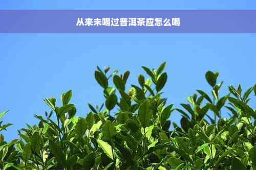 从来未喝过普洱茶应怎么喝