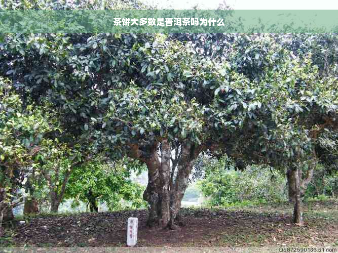 茶饼大多数是普洱茶吗为什么