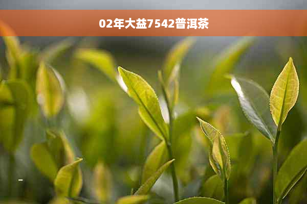 02年大益7542普洱茶