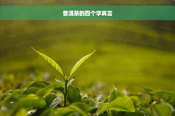 普洱茶的四个字真言