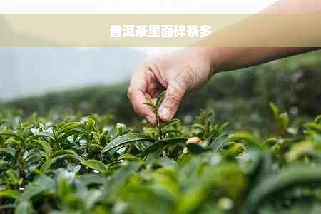 普洱茶里面碎茶多