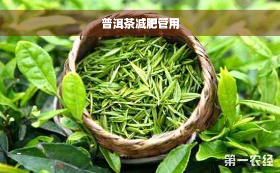 普洱茶减肥管用