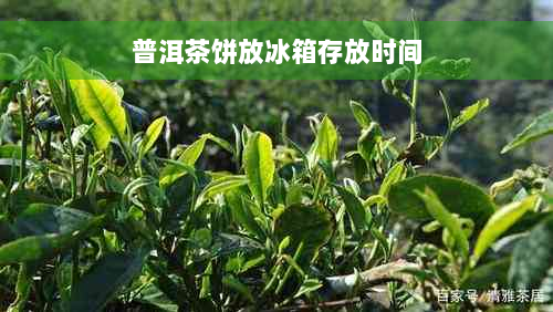 普洱茶饼放冰箱存放时间