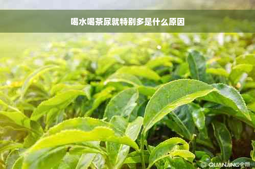 喝水喝茶尿就特别多是什么原因