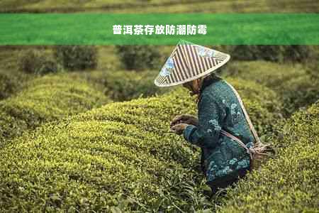 普洱茶存放防潮防霉