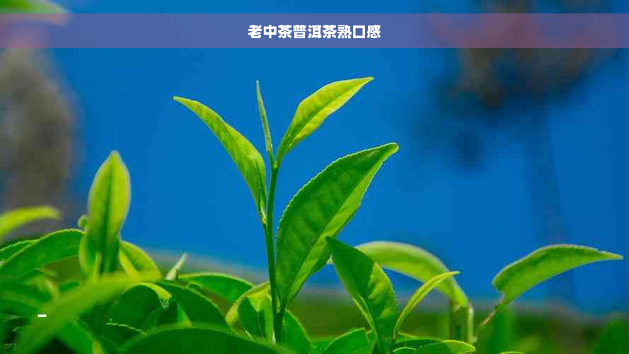 老中茶普洱茶熟口感