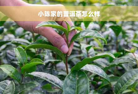 小陈家的普洱茶怎么样