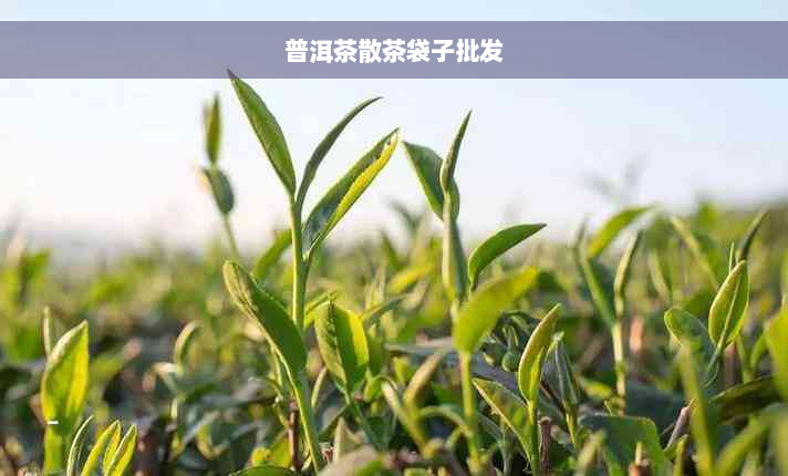 普洱茶散茶袋子批发