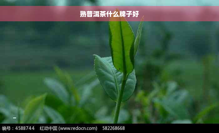 熟普洱茶什么牌子好