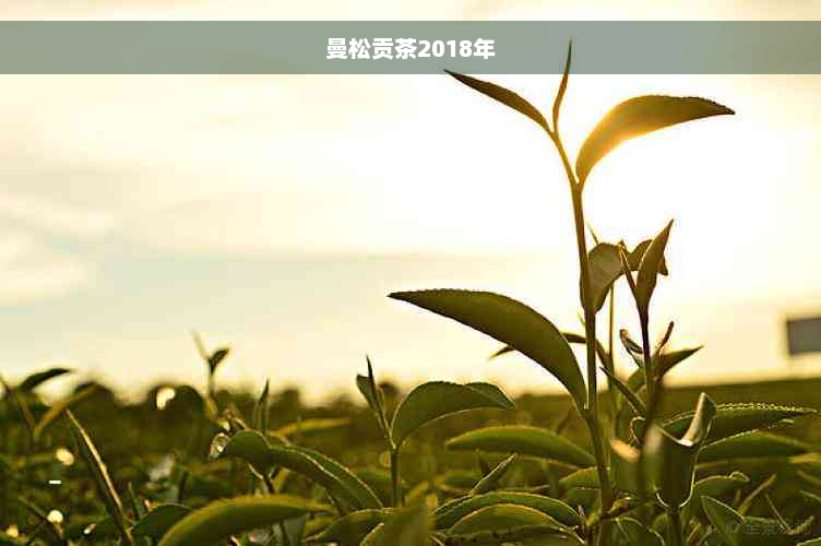 曼松贡茶2018年