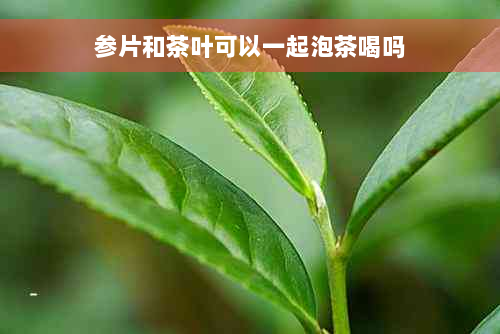 参片和茶叶可以一起泡茶喝吗