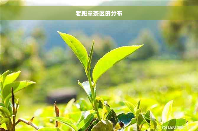 老班章茶区的分布