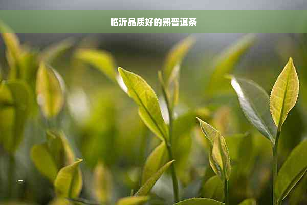 临沂品质好的熟普洱茶