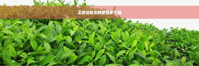 正宗冰岛古树茶饼多少钱