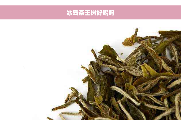 冰岛茶王树好喝吗