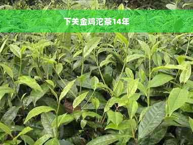 下关金鸡沱茶14年