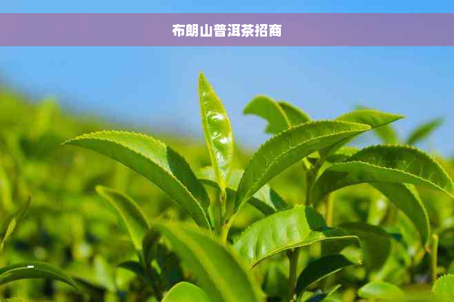 布朗山普洱茶招商