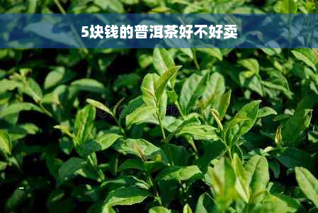 5块钱的普洱茶好不好卖