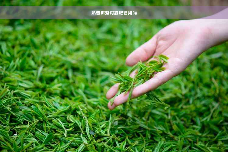 熟普洱茶对减肥管用吗