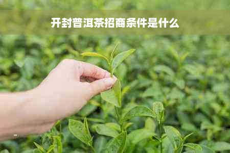 开封普洱茶招商条件是什么