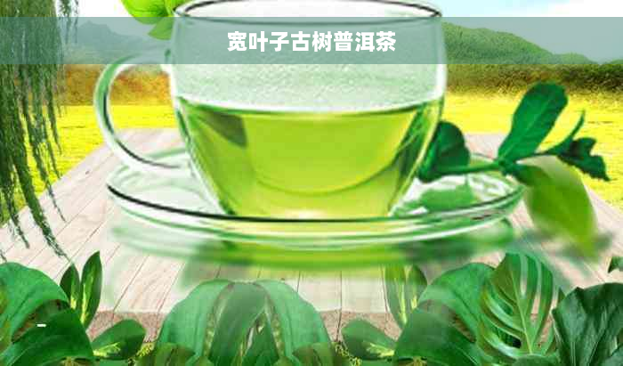 宽叶子古树普洱茶