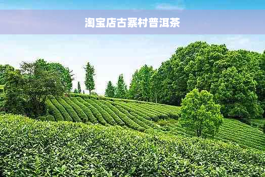 淘宝店古寨村普洱茶