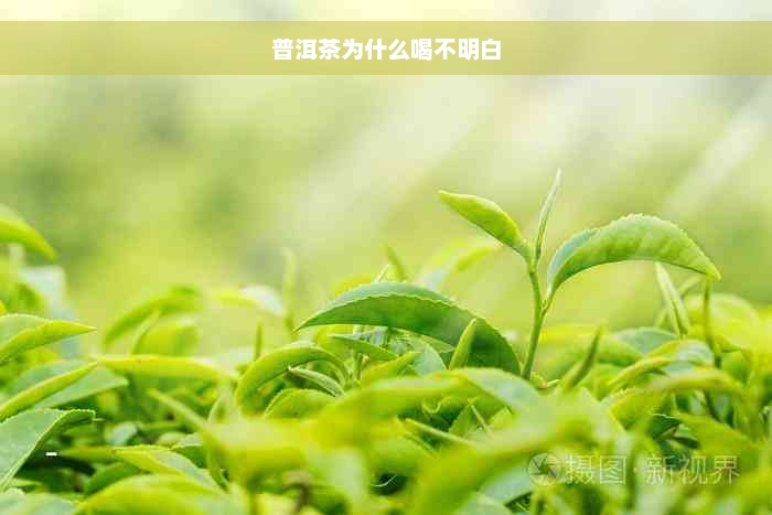 普洱茶为什么喝不明白