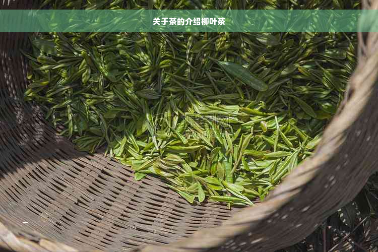 关于茶的介绍柳叶茶