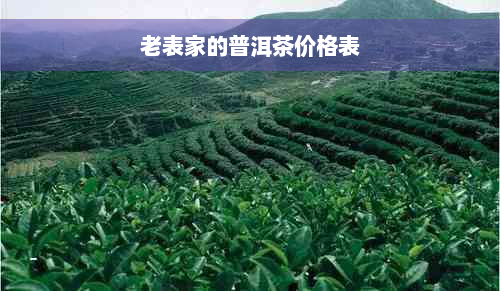 老表家的普洱茶价格表