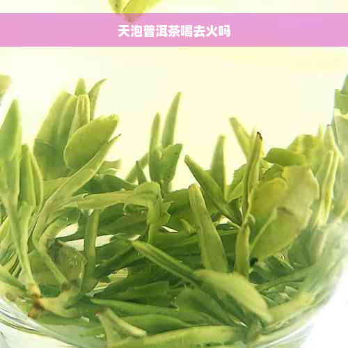 天泡普洱茶喝去火吗