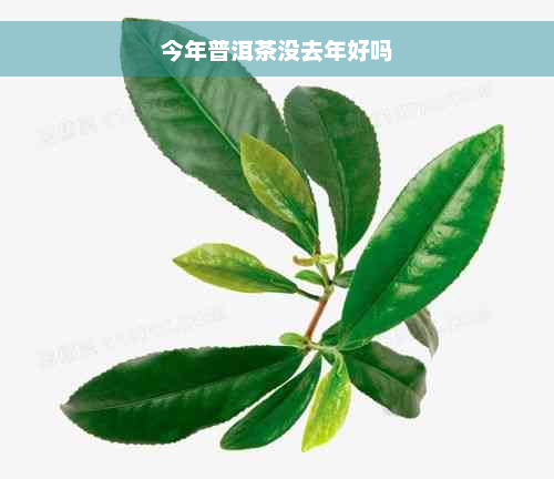 今年普洱茶没去年好吗