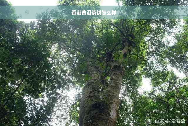 香港普洱茶饼怎么样