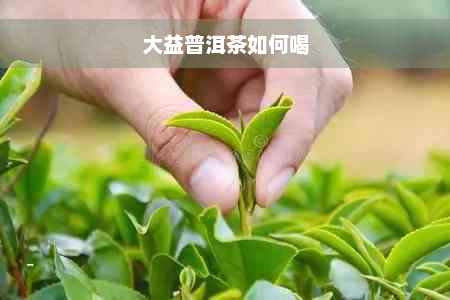 大益普洱茶如何喝