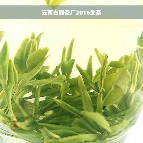 云南古郡茶厂2016生茶