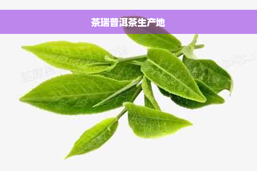 茶瑞普洱茶生产地