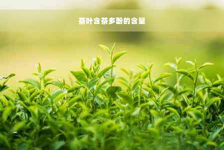 茶叶含茶多酚的含量