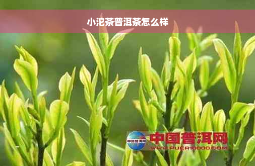 小沱茶普洱茶怎么样