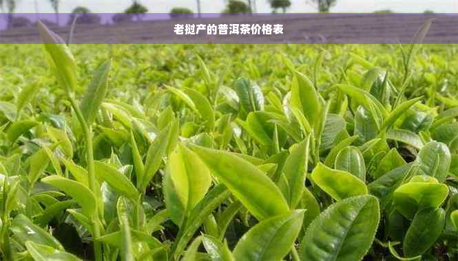 老挝产的普洱茶价格表