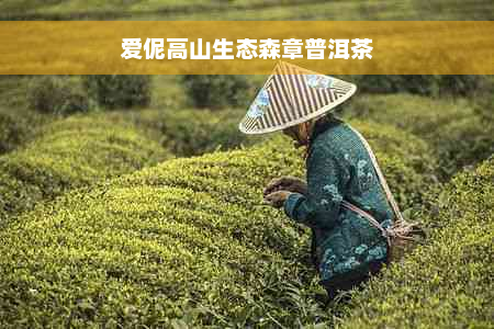 爱伲高山生态森章普洱茶