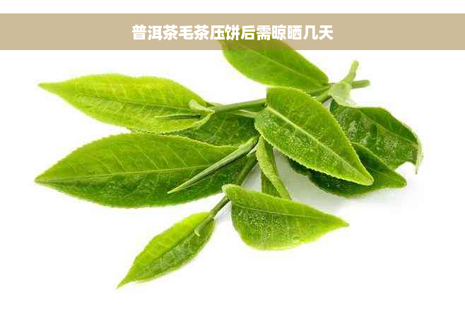 普洱茶毛茶压饼后需晾晒几天