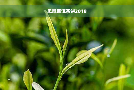 凤凰普洱茶饼2018