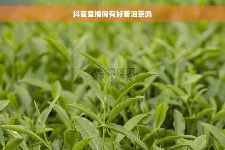 抖音直播间有好普洱茶吗