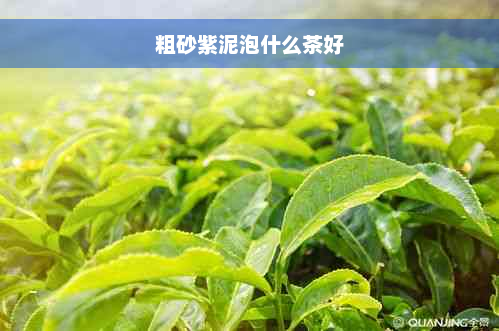 粗砂紫泥泡什么茶好