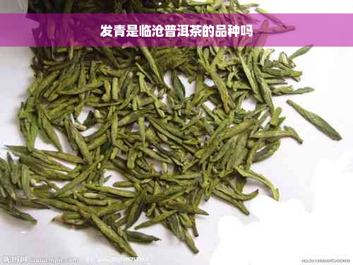 发青是临沧普洱茶的品种吗