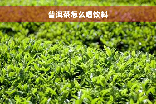 普洱茶怎么喝饮料