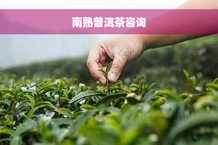 南熟普洱茶咨询