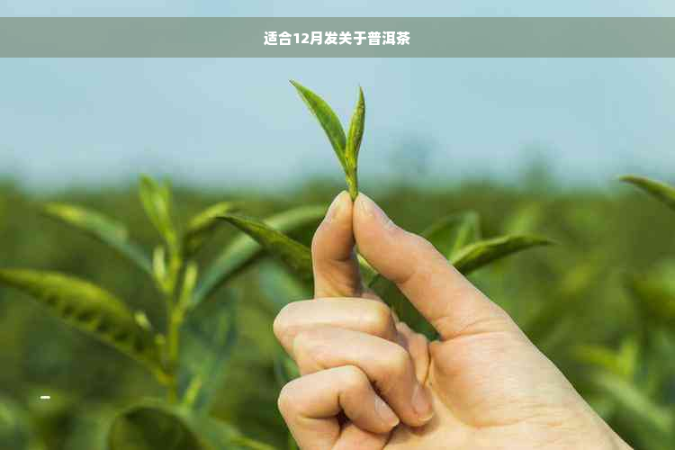 适合12月发关于普洱茶